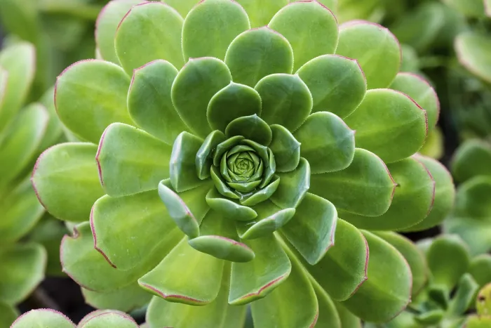 Gerahmter Druck : Blattrosette des Hausleckenbaums (Aeonium) Gerahmter Druck : Blattrosette des Hausleckenbaums (Aeonium)