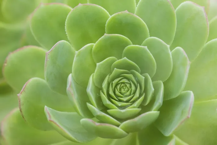 Gerahmter Druck : Blattrosette des Hausleukens (Aeonium) Gerahmter Druck : Blattrosette des Hausleukens (Aeonium)