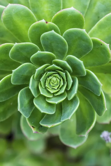 Gerahmter Druck : Blattrosette des Hausleckenbaums (Aeonium) Gerahmter Druck : Blattrosette des Hausleckenbaums (Aeonium)