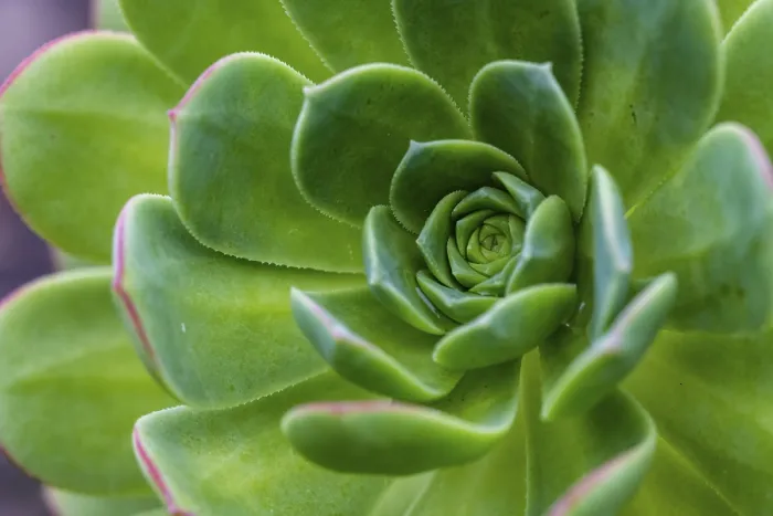 Gerahmter Druck : Blattrosette des Hauslekenbaums (Aeonium) Gerahmter Druck : Blattrosette des Hauslekenbaums (Aeonium)