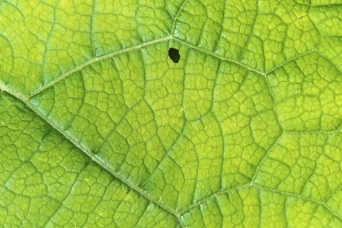 Gerahmter Druck : Ein Blatt mit einem kleinen Loch in ihm. Gerahmter Druck : Ein Blatt mit einem kleinen Loch in ihm.