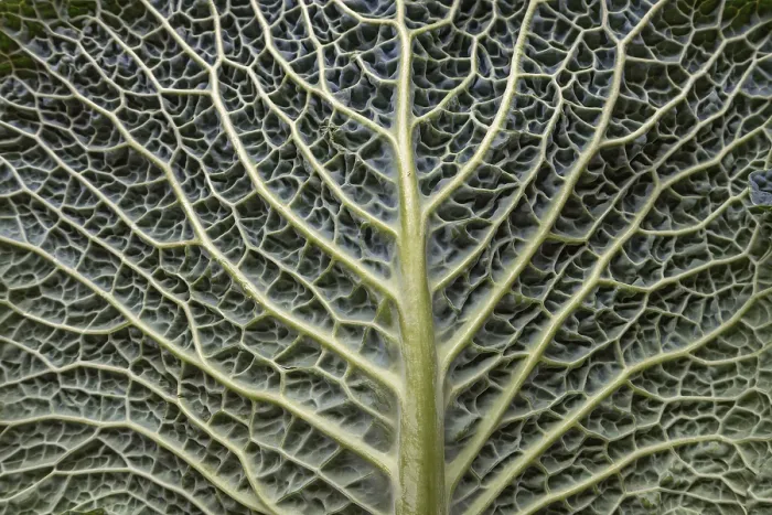 Gerahmter Druck : Blattstruktur einer Gemüse-Kohl (Brassica oleracea var) Gerahmter Druck : Blattstruktur einer Gemüse-Kohl (Brassica oleracea var)
