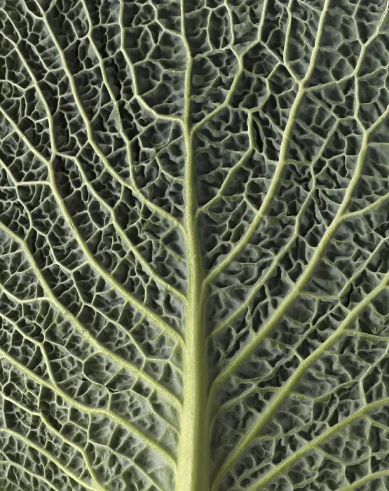 Gerahmter Druck : Blattstruktur einer Gemüsekohl (Brassica oleracea var) Gerahmter Druck : Blattstruktur einer Gemüsekohl (Brassica oleracea var)