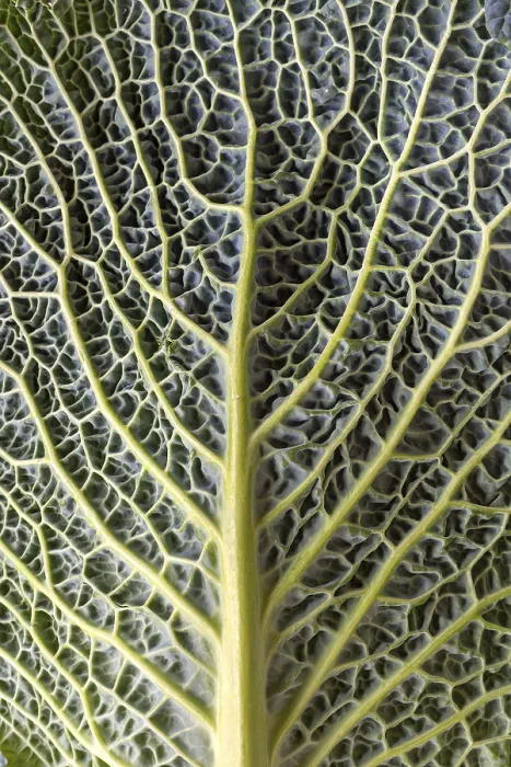 Gerahmter Druck : Blattstruktur einer Gemüse-Kohl (Brassica oleracea var) Gerahmter Druck : Blattstruktur einer Gemüse-Kohl (Brassica oleracea var)