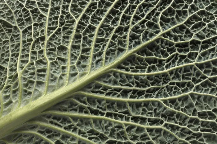 Gerahmter Druck : Blattstruktur einer Gemüsekohl (Brassica oleracea var) Gerahmter Druck : Blattstruktur einer Gemüsekohl (Brassica oleracea var)