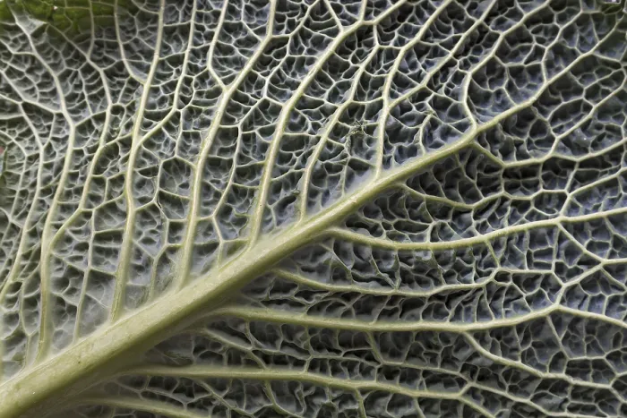 Gerahmter Druck : Blattstruktur einer Gemüsekohl (Brassica oleracea var). Gerahmter Druck : Blattstruktur einer Gemüsekohl (Brassica oleracea var).