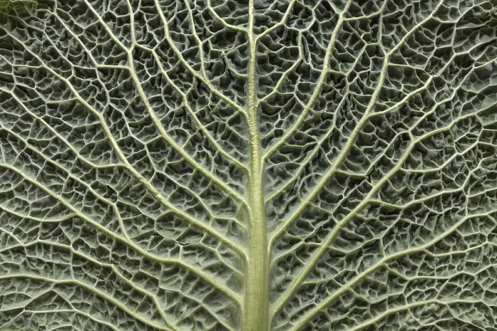 Gerahmter Druck : Blattstruktur einer Gemüsekohl (Brassica oleracea var) Gerahmter Druck : Blattstruktur einer Gemüsekohl (Brassica oleracea var)