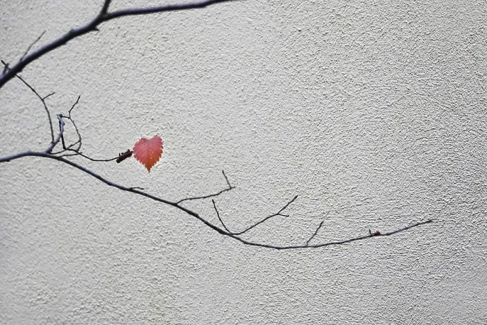 Gerahmter Druck : Ein letzter Blatt auf einem Baum, November, Deutschland. Gerahmter Druck : Ein letzter Blatt auf einem Baum, November, Deutschland.