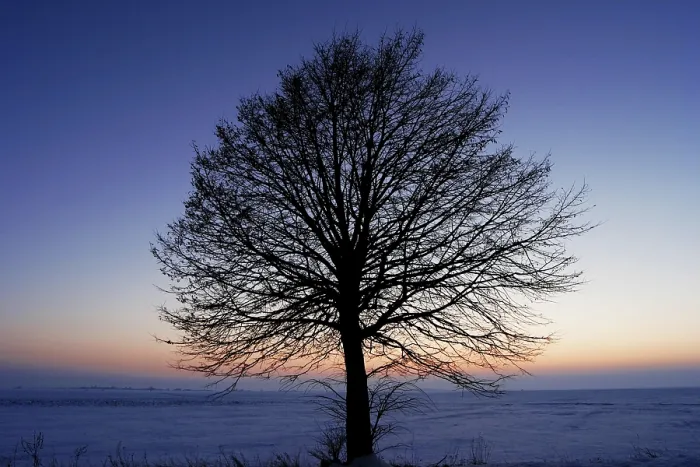 Gerahmter Druck : Blattloses Baum Gerahmter Druck : Blattloses Baum
