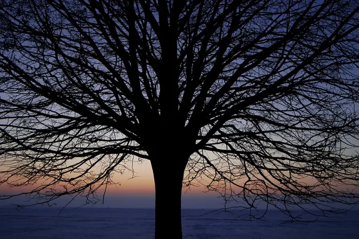 Gerahmter Druck : Blattloses Baum Gerahmter Druck : Blattloses Baum