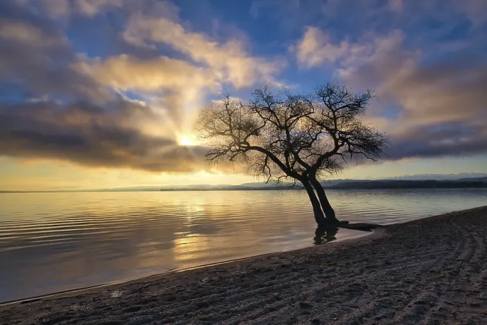 Gerahmter Druck : Blätterloses Baum auf einer sandigen Strand bei See Murten. Gerahmter Druck : Blätterloses Baum auf einer sandigen Strand bei See Murten.