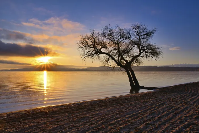 Gerahmter Druck : Blattloser Baum auf einer sandigen Strand bei See Murten. Gerahmter Druck : Blattloser Baum auf einer sandigen Strand bei See Murten.