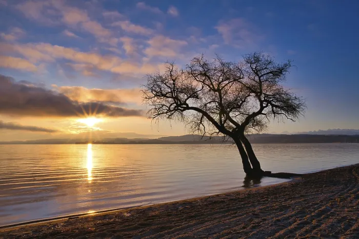 Gerahmter Druck : Blattloser Baum auf einem sandigen Strand am See Murten. Gerahmter Druck : Blattloser Baum auf einem sandigen Strand am See Murten.