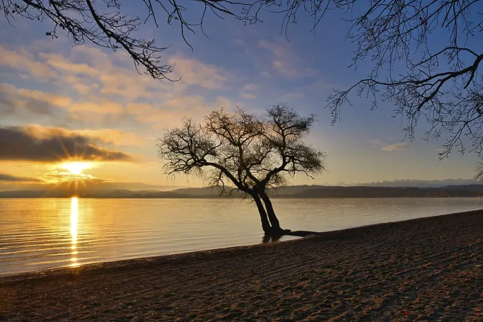 Gerahmter Druck : Blattloser Baum auf einem sandigen Strand am See Murten. Gerahmter Druck : Blattloser Baum auf einem sandigen Strand am See Murten.