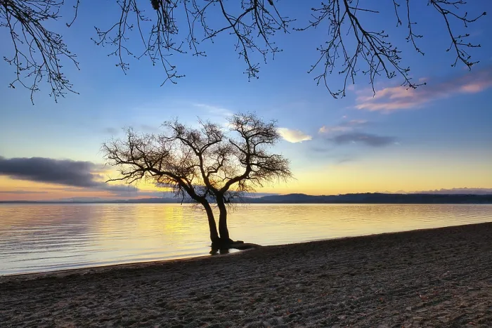 Gerahmter Druck : Blattloser Baum auf einem sandigen Strand am See Murten. Gerahmter Druck : Blattloser Baum auf einem sandigen Strand am See Murten.