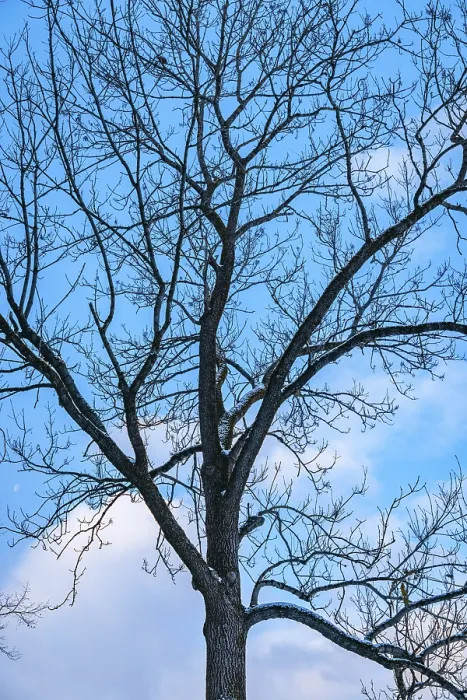 Gerahmter Druck : Blattloses Baumwipfel, Äste, Winter. Gerahmter Druck : Blattloses Baumwipfel, Äste, Winter.