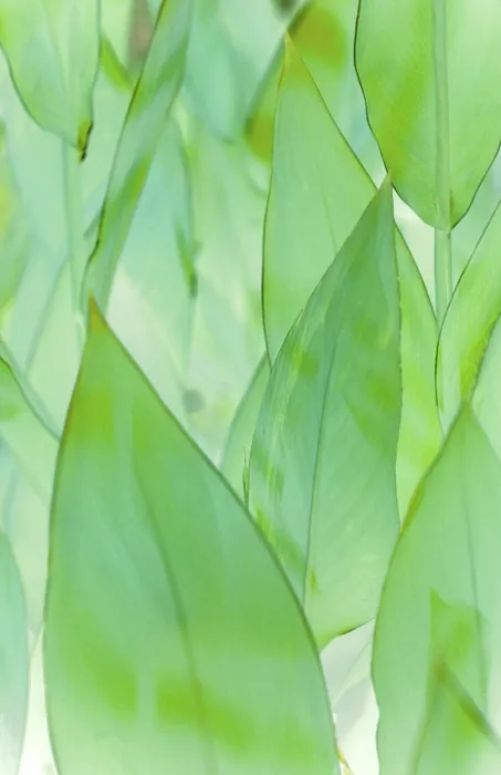 Gerahmter Druck : Leafs Gerahmter Druck : Leafs