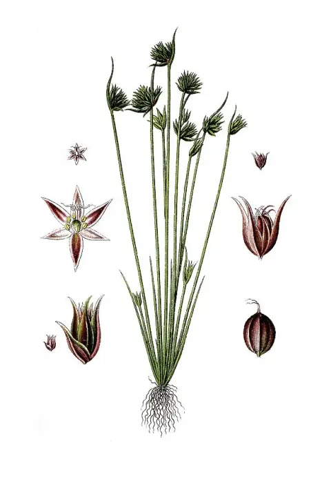 Gerahmter Druck : Graswurzelhaferweichhaar (Juncus capitatus) Gerahmter Druck : Graswurzelhaferweichhaar (Juncus capitatus)
