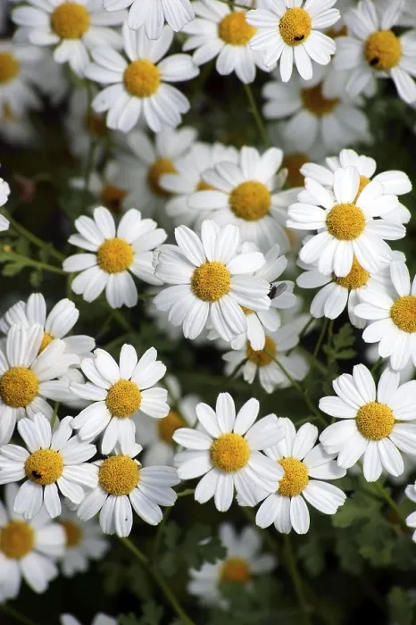 Gerahmter Druck : Mageres Wiesendotterblume Gerahmter Druck : Mageres Wiesendotterblume