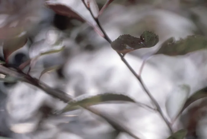 Gerahmter Druck : Leaves Gerahmter Druck : Leaves