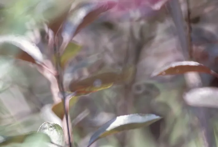 Gerahmter Druck : Leaves Gerahmter Druck : Leaves
