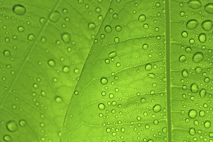Gerahmter Druck : Leaves Gerahmter Druck : Leaves