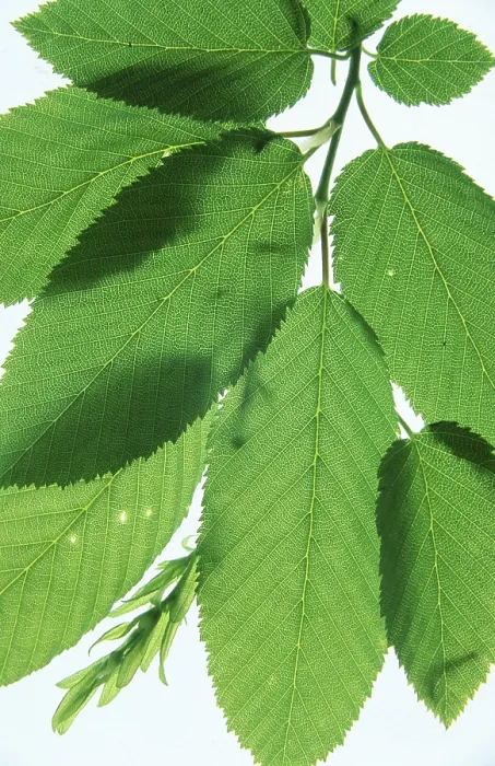 Gerahmter Druck : Leaves Gerahmter Druck : Leaves