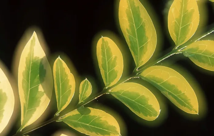 Gerahmter Druck : Leaves Gerahmter Druck : Leaves