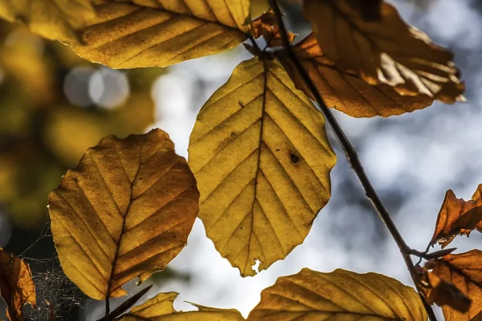 Gerahmter Druck : Leaves Gerahmter Druck : Leaves