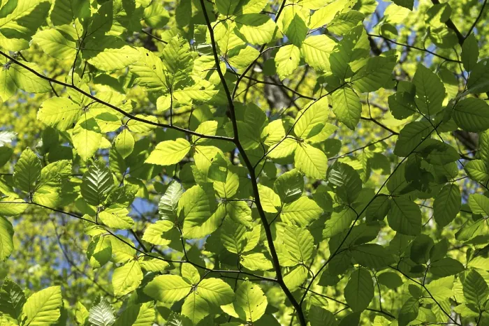 Gerahmter Druck : Blätter einer Buche (Fagus), Rücklicht. Gerahmter Druck : Blätter einer Buche (Fagus), Rücklicht.