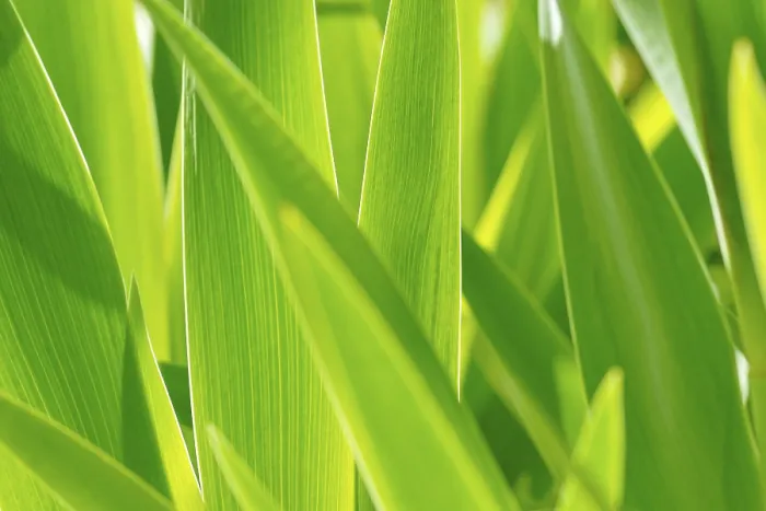 Gerahmter Druck : Blätter von Iris (Iris), im Rücklicht. Gerahmter Druck : Blätter von Iris (Iris), im Rücklicht.