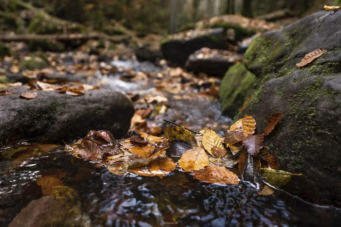Gerahmter Druck : Blätter in einem Bach im Schwarzwald. Gerahmter Druck : Blätter in einem Bach im Schwarzwald.