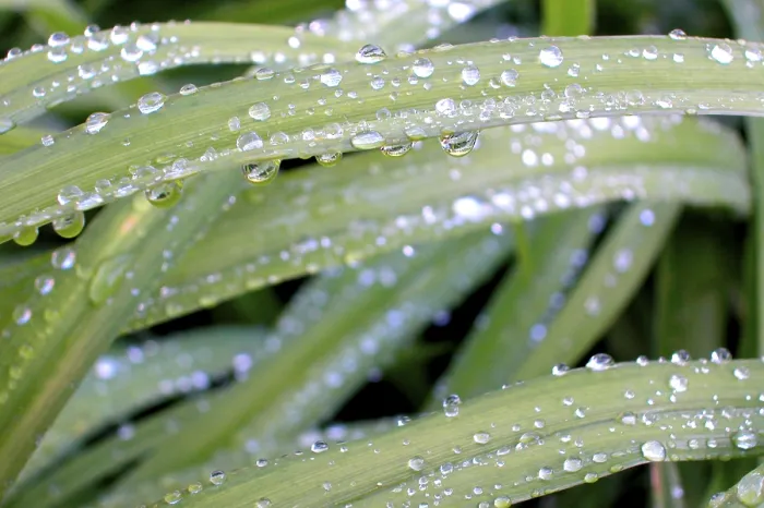 Gerahmter Druck : Blätter mit Wassertropfen. Gerahmter Druck : Blätter mit Wassertropfen.