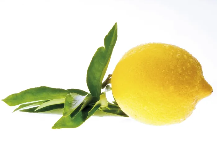 Gerahmter Druck : Lemon Gerahmter Druck : Lemon