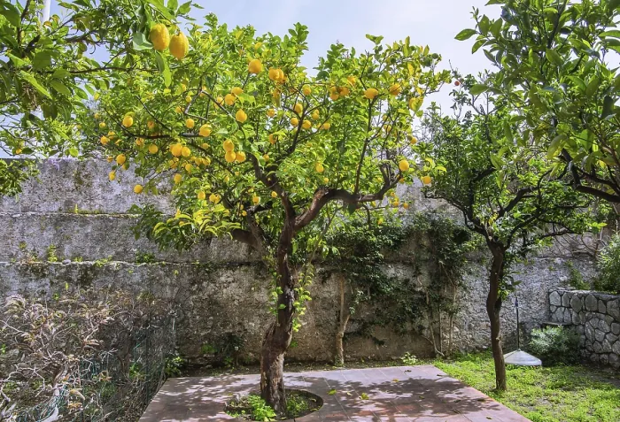 Gerahmter Druck : Zitronen, Zitronenbaum im Garten. Gerahmter Druck : Zitronen, Zitronenbaum im Garten.