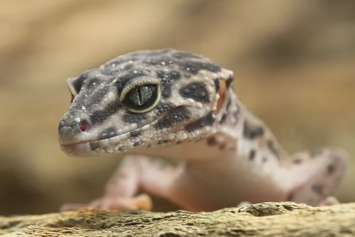 Gerahmter Druck : Leopardengecko (Eublepharis macularius), in Gefangenschaft. Gerahmter Druck : Leopardengecko (Eublepharis macularius), in Gefangenschaft.