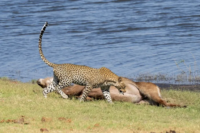 Gerahmter Druck : Leopard (Panthera pardus) mit Beute.