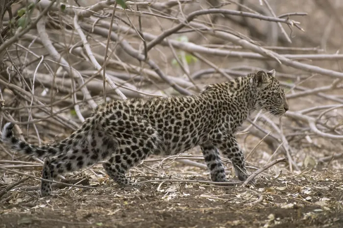 Gerahmter Druck : Leoparden (Panthera pardus) Kitten Gerahmter Druck : Leoparden (Panthera pardus) Kitten