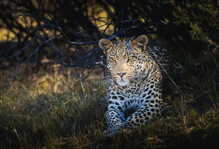 Gerahmter Druck : Leopard (Panthera pardus), liegt im Schatten. Gerahmter Druck : Leopard (Panthera pardus), liegt im Schatten.