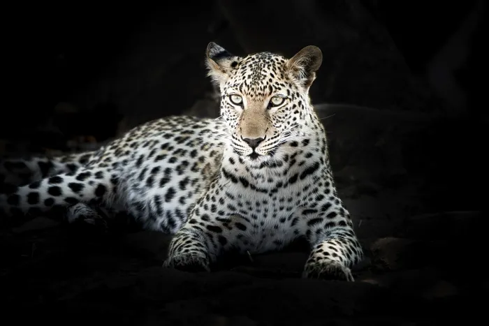 Gerahmter Druck : Leopard (Panthera pardus) im Schatten, Chobe-Nationalpark, Botswana Gerahmter Druck : Leopard (Panthera pardus) im Schatten, Chobe-Nationalpark, Botswana
