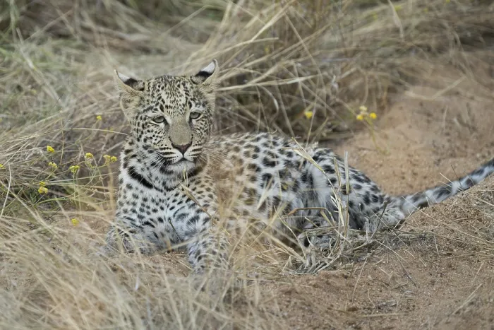 Gerahmter Druck : Leopard (Panthera pardus) in hohem Gras.