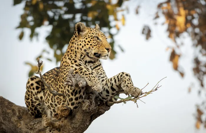 Gerahmter Druck : Leopard (Panthera pardus) auf einem Baum. Gerahmter Druck : Leopard (Panthera pardus) auf einem Baum.