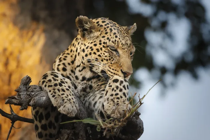 Gerahmter Druck : Leoparden (Panthera pardus) auf einem Baum, Wildtiere, Chobe-Nationalpark, Botswana Gerahmter Druck : Leoparden (Panthera pardus) auf einem Baum, Wildtiere, Chobe-Nationalpark, Botswana