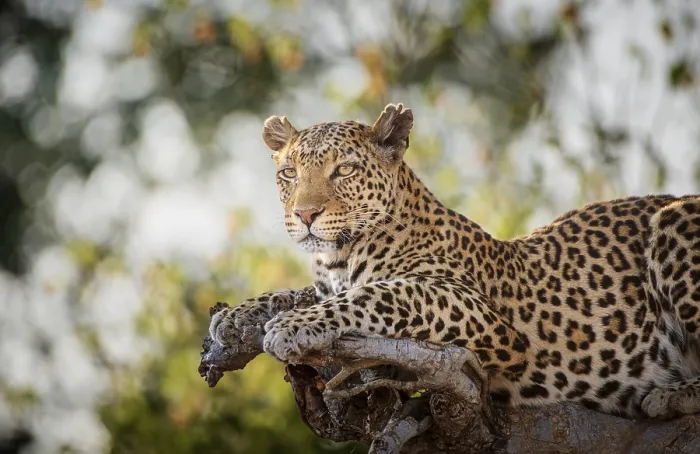 Gerahmter Druck : Leoparden (Panthera pardus) auf einem Baum, Wildtiere, Chobe-Nationalpark, Botswana Gerahmter Druck : Leoparden (Panthera pardus) auf einem Baum, Wildtiere, Chobe-Nationalpark, Botswana