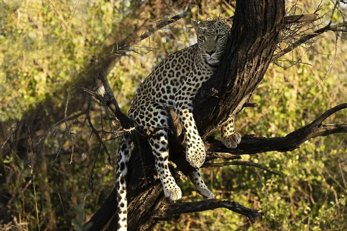 Gerahmter Druck : Leopard (Panthera pardus) in einem Baum. Gerahmter Druck : Leopard (Panthera pardus) in einem Baum.