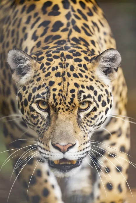 Gerahmter Druck : Leopard (Panthera pardus) geht. Gerahmter Druck : Leopard (Panthera pardus) geht.