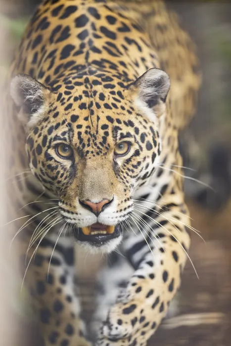 Gerahmter Druck : Leopard (Panthera pardus) geht. Gerahmter Druck : Leopard (Panthera pardus) geht.