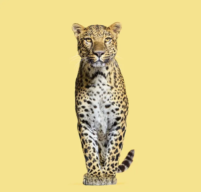Gerahmter Druck : Leopard vor gelbem Hintergrund Gerahmter Druck : Leopard vor gelbem Hintergrund