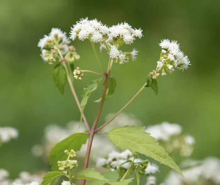 Gerahmter Druck : Geflecktes Schierlingkraut (Eupatorium aromaticum) Gerahmter Druck : Geflecktes Schierlingkraut (Eupatorium aromaticum)