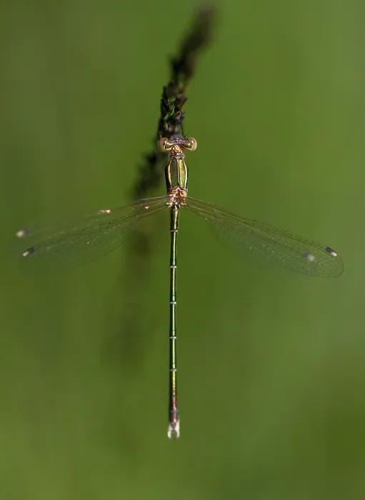 Gerahmter Druck : Lestes barbarus, Wanderlibelle Gerahmter Druck : Lestes barbarus, Wanderlibelle